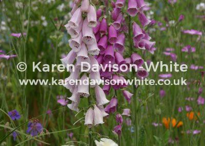 img_7045foxglove-karendavisonwhite