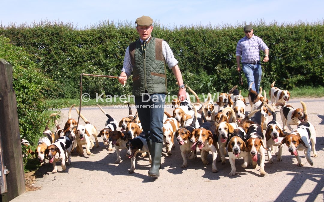 East Lincs. Bassets