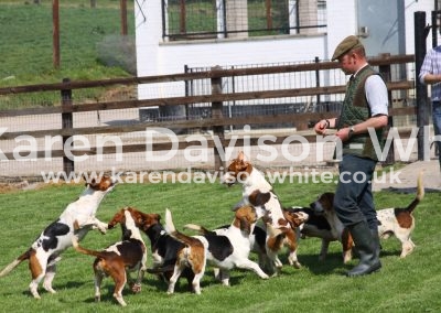 IMG_7115East Lincs Bassets may2017karendavisonwhite