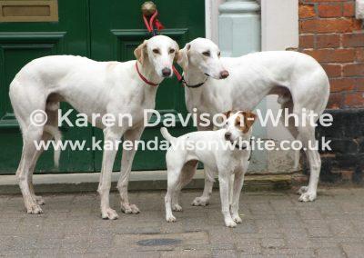 img_7155lurchers-and-jack-russell-hworth-kdwimage