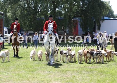 IMG_7198Suffolk Foxhounds at Suffolk County 2017 karendavisonwhite