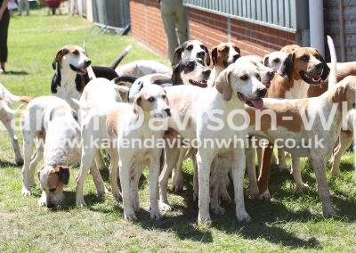 IMG_7199Suffolk Foxhounds karendavisonwhite