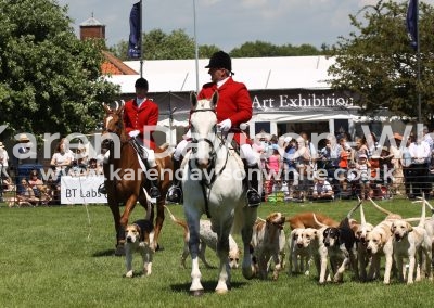 IMG_7216Suffolk Foxhounds karendavisonwhite