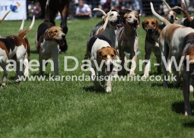 IMG_7224Essex & Suffolk karendavisonwhite