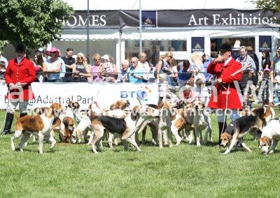 IMG_7243East Essex Foxhounds karendavisonwhite