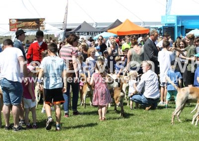 IMG_7256meeting the hounds karendavisonwhite