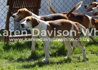 IMG_7376Easton Harriers karendavisonwhite