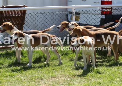 IMG_7378Easton Harriers karendavisonwhite