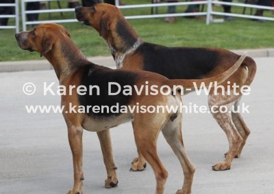 IMG_7464Laurel blue collar Lavish 2nd karendavisonwhite (2)