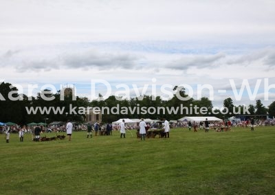 IMG_7473six packs of hounds Euston Rural Pastimes