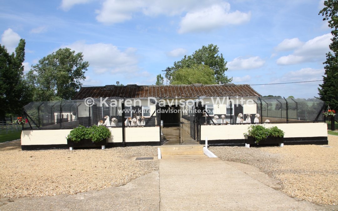 West Norfolk Foxhounds Puppy Show 16.6.17 take one