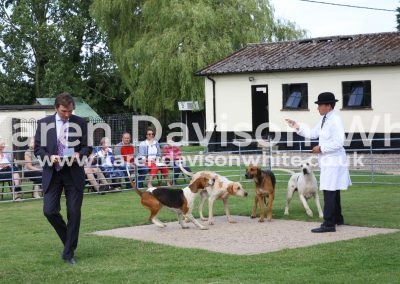 IMG_7527Best working hounds