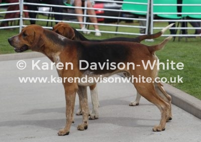 IMG_7534 Ch LANCER Holderness LAMPLIGHT '13 Barley '16 karendavisonwhite