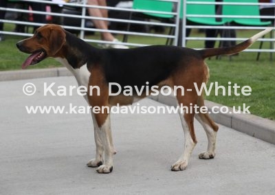 IMG_7544 E&S Petal y&a Pelham 15 Holderness Pristine 15 won best bitch