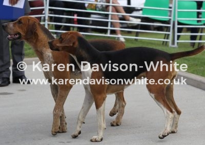 IMG_7551LANCER and Petal, Y&A PELHAM 15Holderness Pristine 15