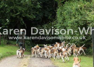 IMG_7561Dunston Harriers and Labrador