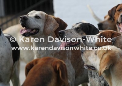 IMG_7664E&S Foxhounds