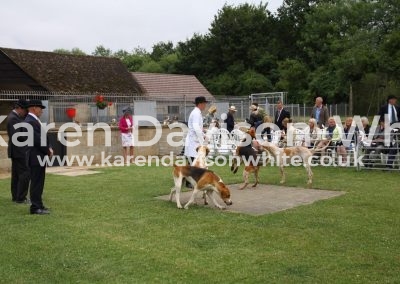 IMG_7757Oakley Foxhounds pshow 17 karendavisonwhite
