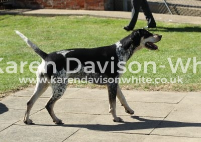 IMG_7846Sable 2.1.16 VWH Steptoe '13 Sally '12 ch.