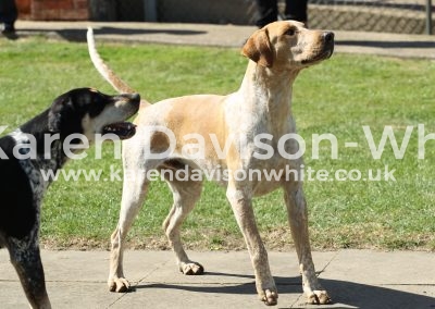 IMG_7851Sable and Safeguard kdwimage