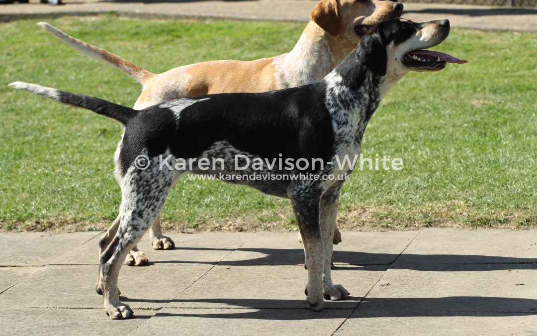 Thurlow Foxhounds Puppy Judging 10th June 2017
