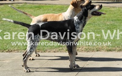 Thurlow Foxhounds Puppy Judging 10th June 2017