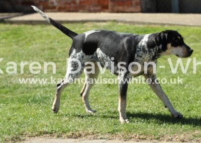 IMG_7875Thurlow Sable Ch. pshow 2017