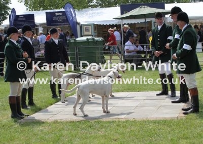 IMG_8014West Country harriers