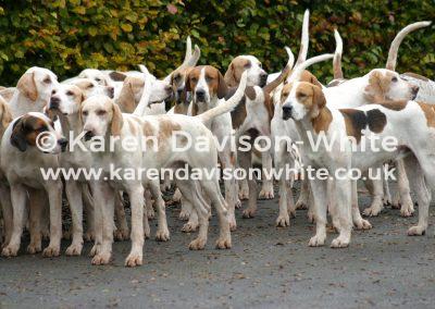 img_8109south-wold-foxhounds-karendavisonwhitecopyright