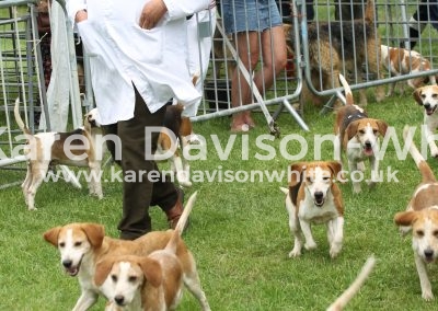 IMG_8142Stour Valley Beagles