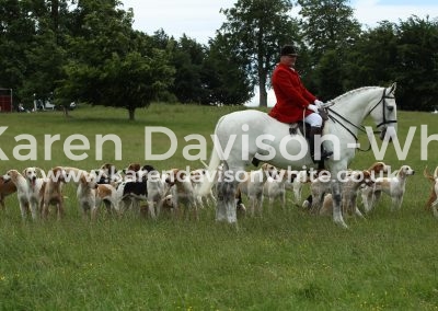 IMG_8174Suffolk Foxhounds karendavisonwhite