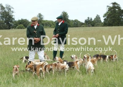 IMG_8177Stour Valley Beagles
