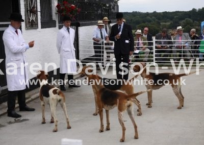IMG_8234judging the bitches E&S puppy show karendavisonwhite
