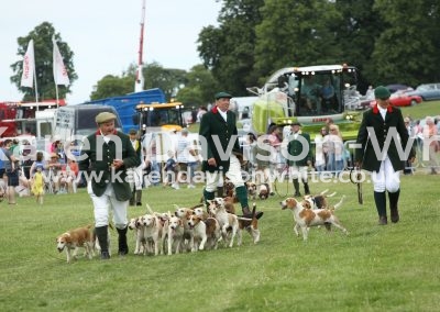 IMG_8248Stour Valley Beagles karendavisonwhite