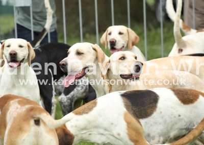 IMG_8267Suffolk Foxhounds