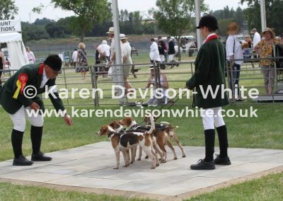 IMG_8315Dummer Beagles