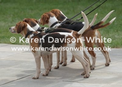 IMG_8316Dummer Beagles