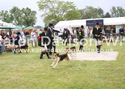 IMG_8321Appendix C Harrier Dog hound class Ross Quota