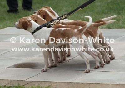 IMG_8329Dummer Beagles