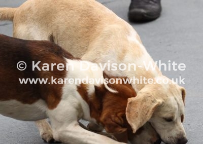 IMG_8548Percy and Warlock