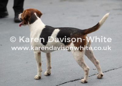 IMG_8554 Pitcher chdgh.