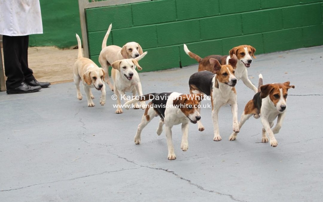 Stour Valley Beagles Puppy Show 27th July, 2019