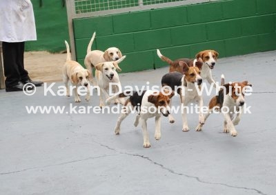 IMG_8557SVB young entry dog hounds. (2)