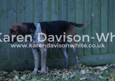 IMG_8587Essex draft Gallant