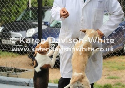 IMG_8587My Webley on right is nothing short of athletic!