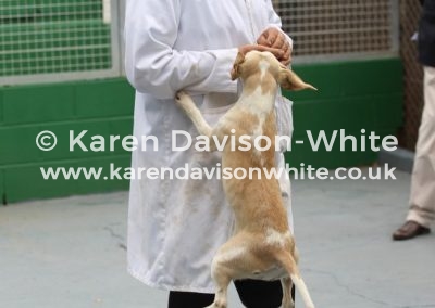 IMG_8592Webley - she's a gal Best bitch - thinks she is Dummer bred I think. Either that or she is on the Cambridge Diet!