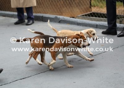 IMG_8605Webley top 1st, Pepsi 2nd Pepper nearest 3rd bitches