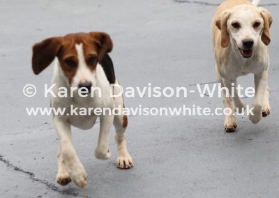 IMG_8610 Pitcher chdg and Webley best bitch