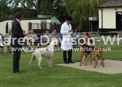 IMG_8610Best working dogs