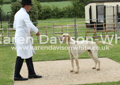 IMG_8632Champion Doghound Gramby North Cotswold GRIPTON '13 Bicester Pampass '12